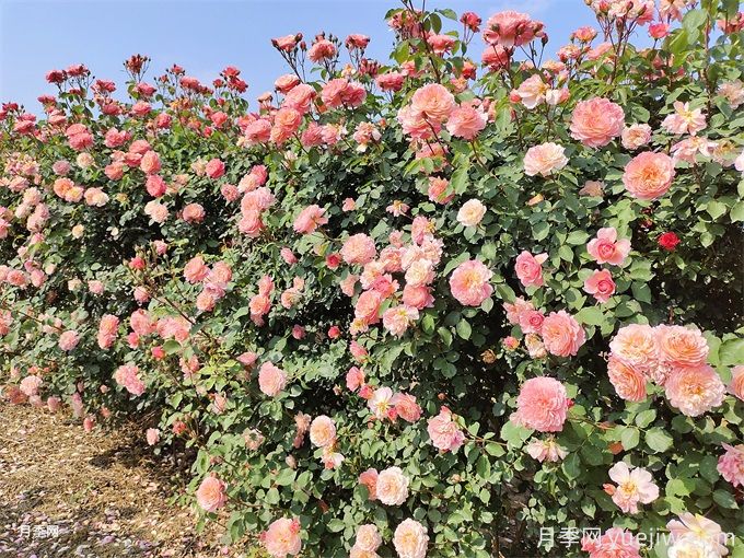 推薦16種攀爬植物，庭院花墻常用(圖1)