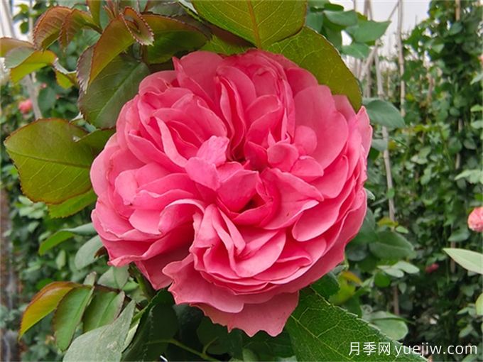 粉色達(dá)芬奇月季，花色迷人，耐熱耐寒(圖2)