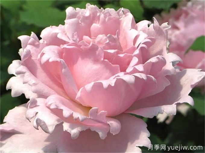 7個超級漂亮的粉色月季花品種，又美又仙又香(圖2)