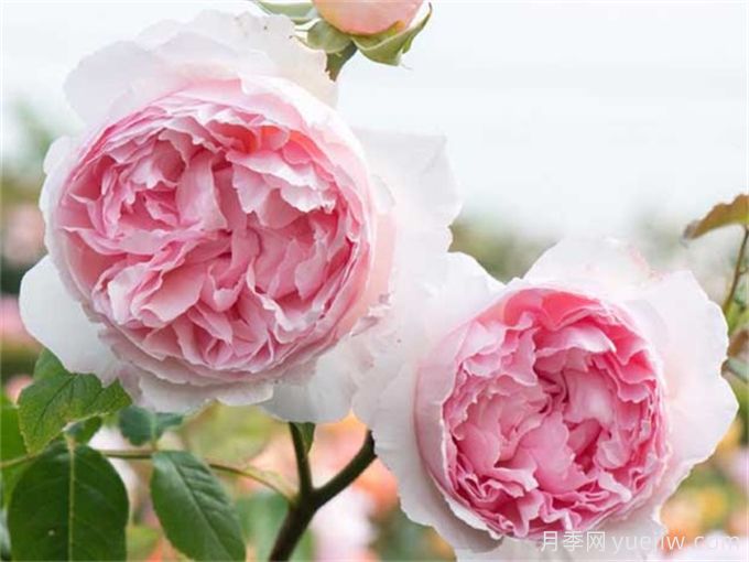 7個超級漂亮的粉色月季花品種，又美又仙又香(圖3)