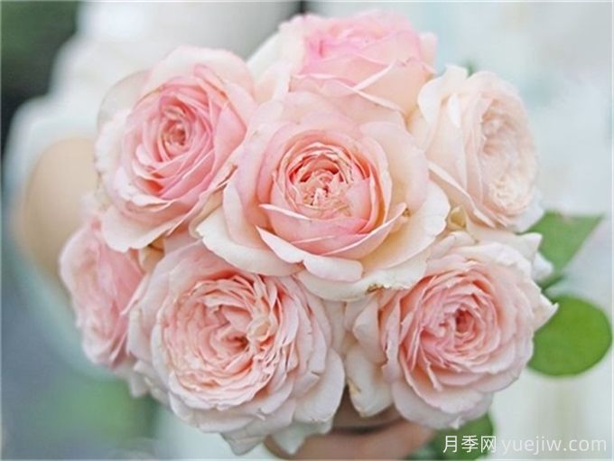 7個超級漂亮的粉色月季花品種，又美又仙又香(圖4)