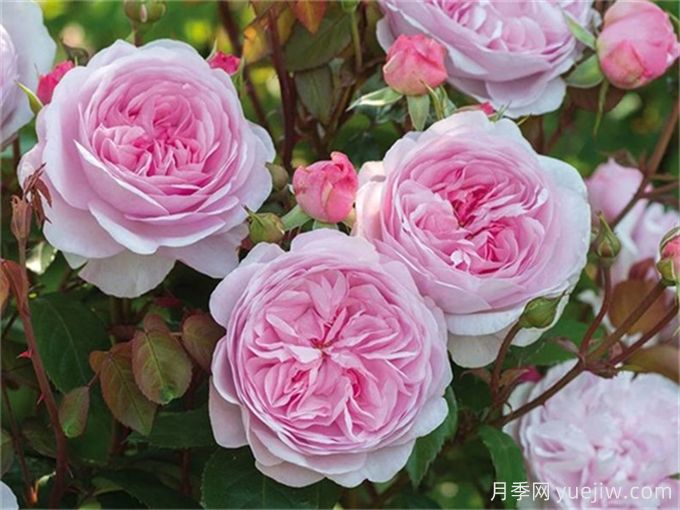 7個超級漂亮的粉色月季花品種，又美又仙又香(圖1)