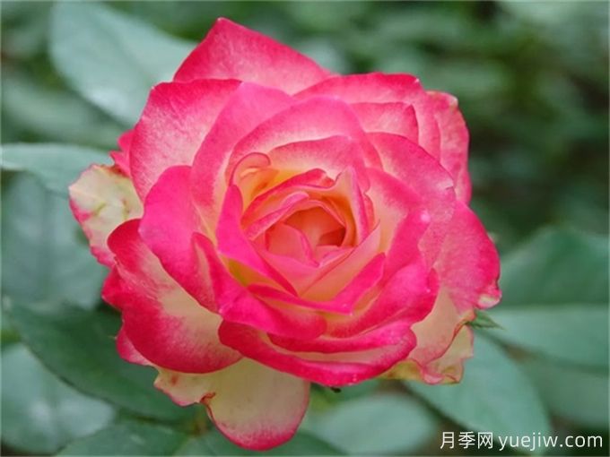 推薦8個(gè)豐花月季品種，抗病性強(qiáng)且花色美麗(圖6)
