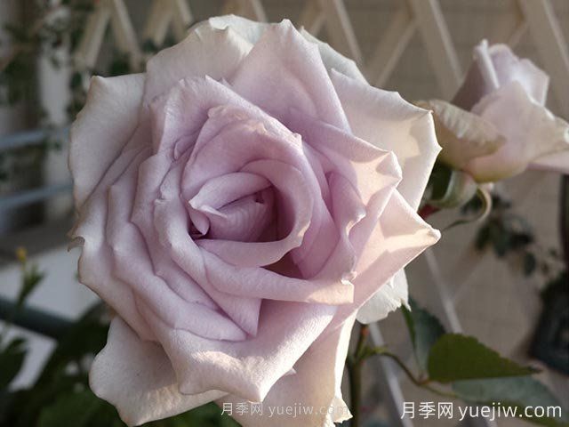 大地之藍(lán)月季的優(yōu)缺點(diǎn)是什么？(圖1)
