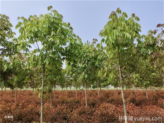 為什么樹(shù)木移植時(shí)都把向陽(yáng)的枝給砍了？(圖1)