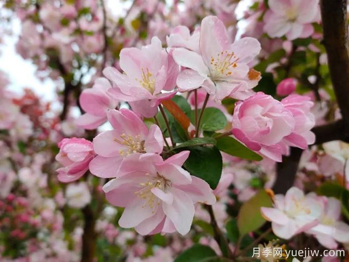 種植和養(yǎng)護(hù)海棠需要注意哪些問題？(圖1)