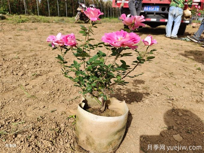 月季花苞為什么會枯萎？(圖1)