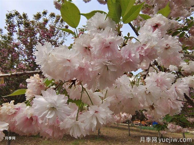 櫻花根瘤病怎么治療？(圖1)
