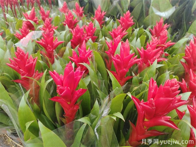 鳳梨花(紅運當(dāng)頭)怎么養(yǎng)？(圖1)