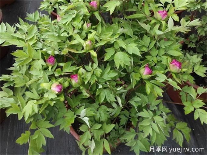牡丹花花期施什么肥？(圖1)