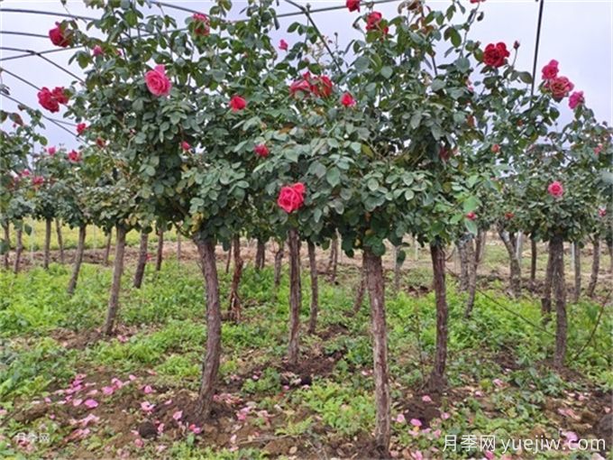 如何挖好一個(gè)標(biāo)準(zhǔn)的苗木種植穴？(圖1)
