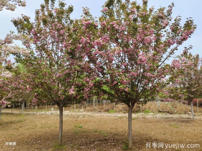 如何防治櫻花枝干流膠？(圖1)