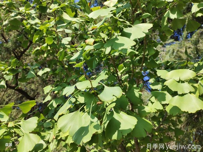 購買銀杏種子注意事項(xiàng)(圖1)