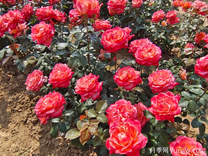 怎樣才能使月季花繁葉茂、株形美觀？(圖1)