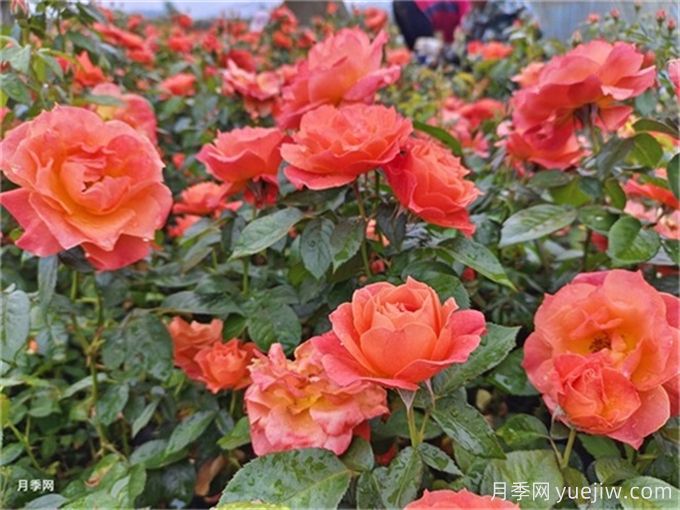 月季花白粉病怎樣產(chǎn)生的？如何防治白粉病(圖1)