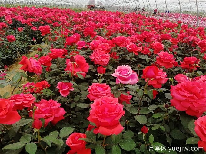 花友月季養(yǎng)護(hù)，推薦用有機(jī)肥還是無(wú)機(jī)肥？(圖1)