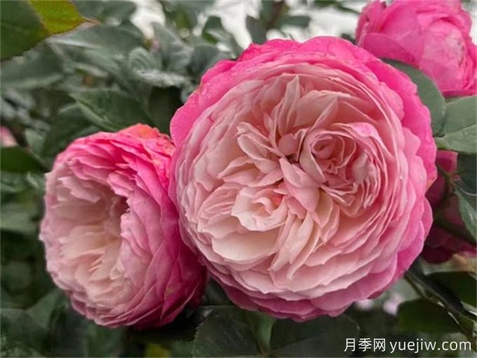 推薦7種優(yōu)秀灌木月季，庭院栽植好養(yǎng)又勤花(圖1)