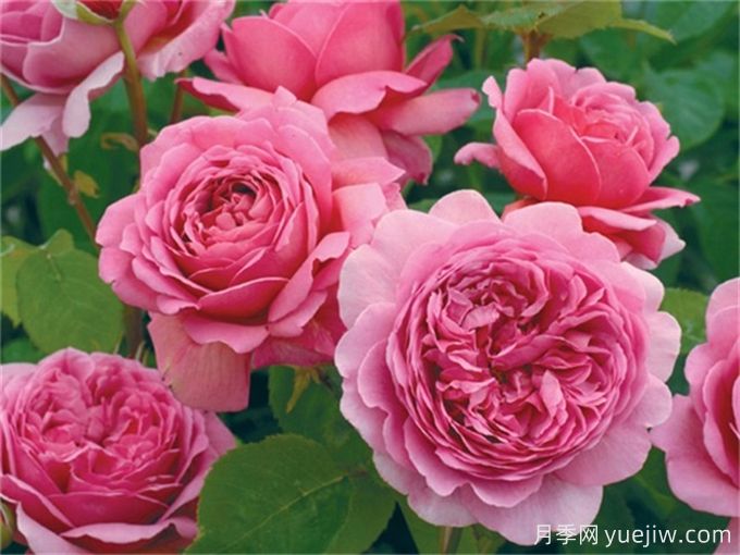 推薦7種優(yōu)秀灌木月季，庭院栽植好養(yǎng)又勤花(圖3)