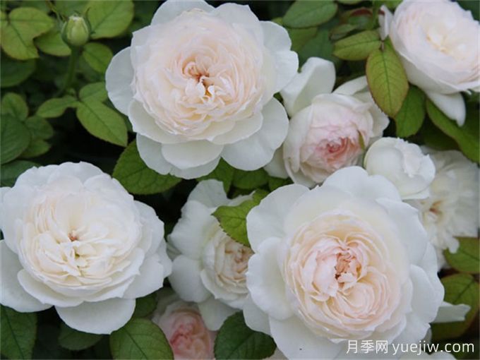 推薦11種白色系月季品種，花朵優(yōu)雅純潔(圖3)