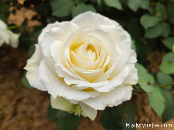 推薦11種白色系月季品種，花朵優(yōu)雅純潔(圖1)