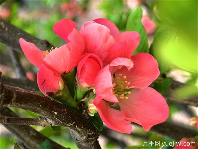 貼梗海棠養(yǎng)護(hù)常識(圖1)