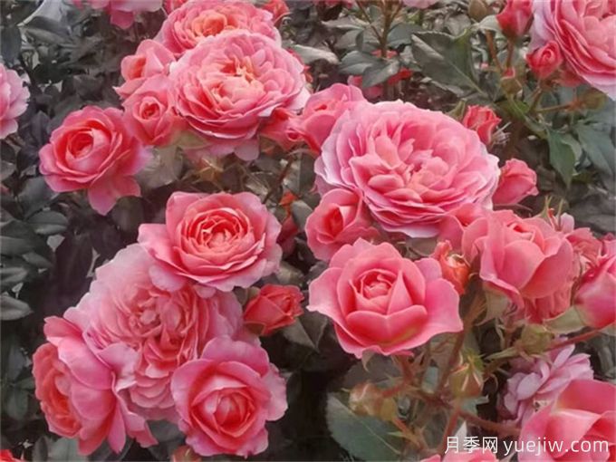 陽(yáng)臺(tái)月季系列，豐花勤花又抗病，輕松待機(jī)10個(gè)月(圖3)