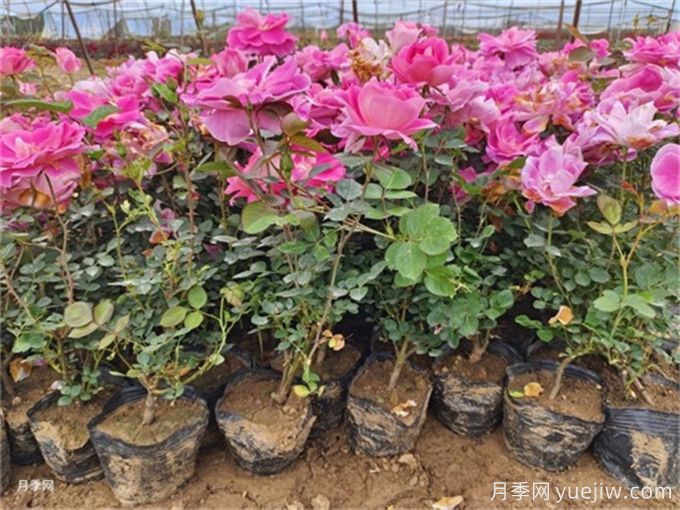 植物花卉的繁殖有幾種方式？家庭養(yǎng)花該如何選擇？(圖1)