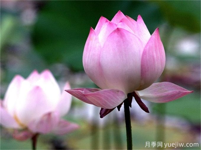 夏季有哪些可以種的水生植物？(圖1)