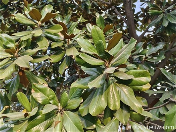一年四季不落葉的樹(shù)有哪些？(圖1)