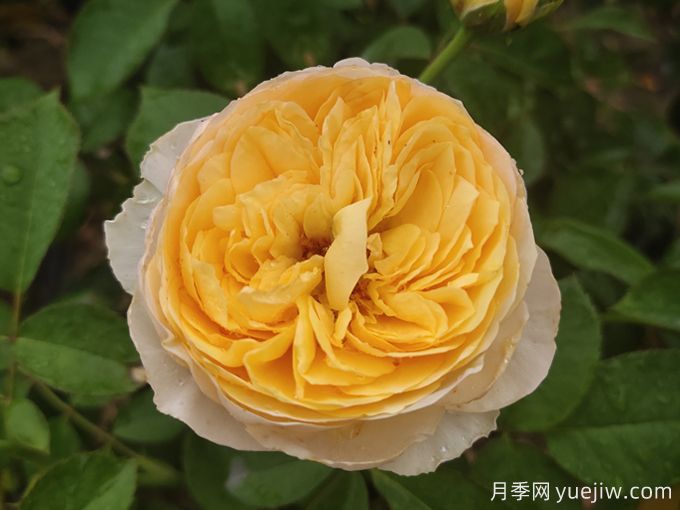***美花中皇后，10個(gè)經(jīng)典月季品種推薦(圖1)