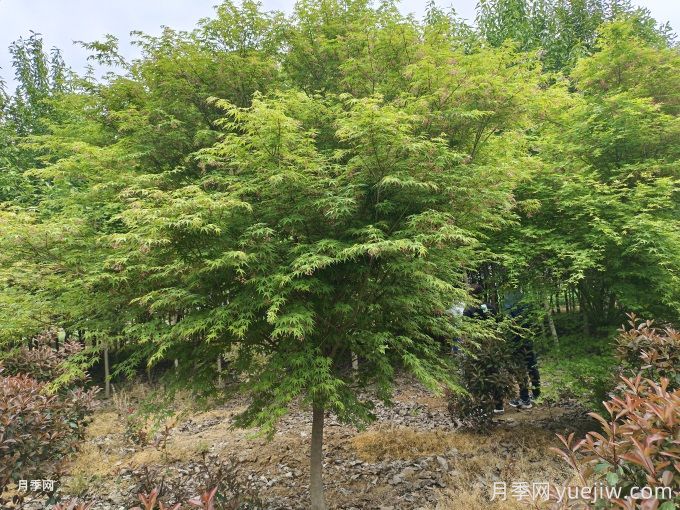 推薦20種彩葉樹(shù)種，用于園林綠化造景(圖3)