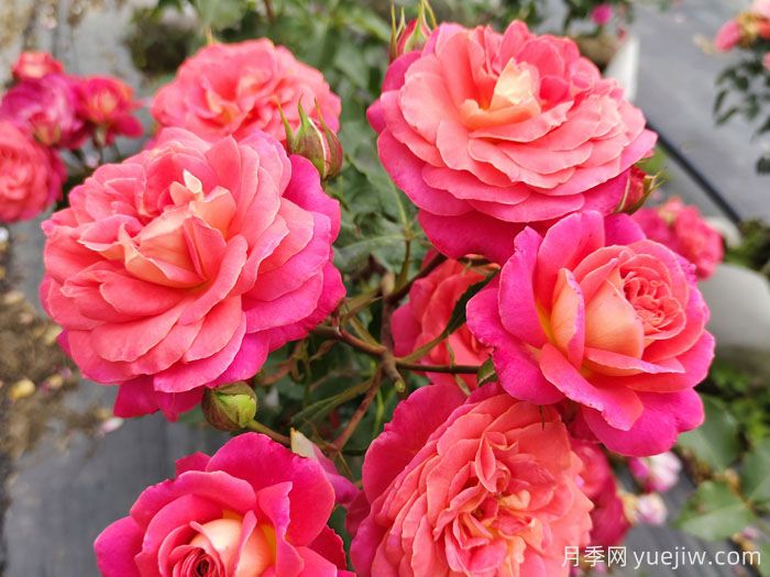 月季的花語是什么？什么時候開花？(圖1)