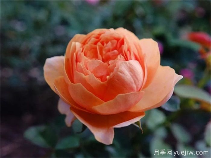 一見傾心的10種橙色系月季品種推薦，你養(yǎng)過幾個？(圖2)