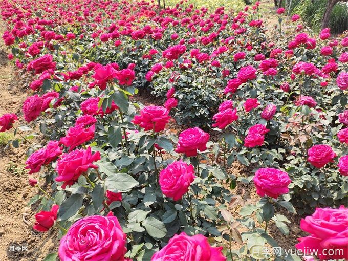 景觀月季花謝了后，如何再次開花？(圖1)