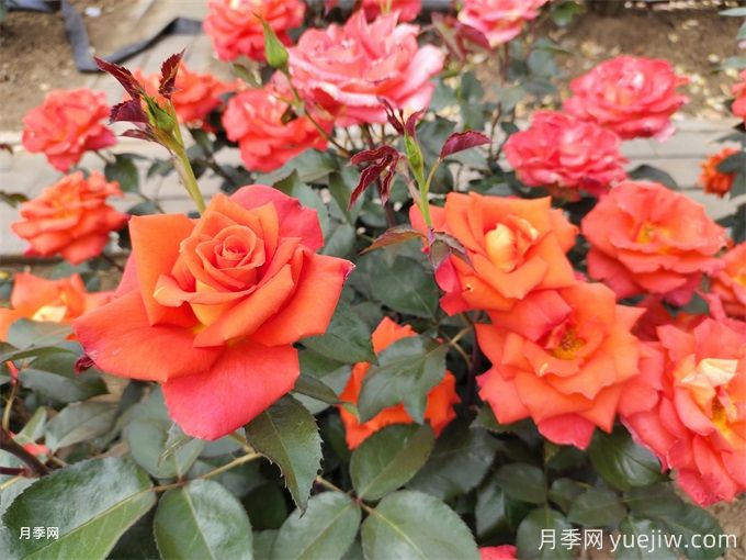 月季花的種類有很多，怎么區(qū)分你知道嗎？(圖1)