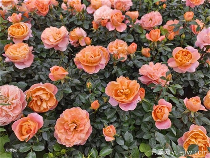 為什么一定要養(yǎng)果汁陽臺(tái)月季花？有何魅力(圖2)