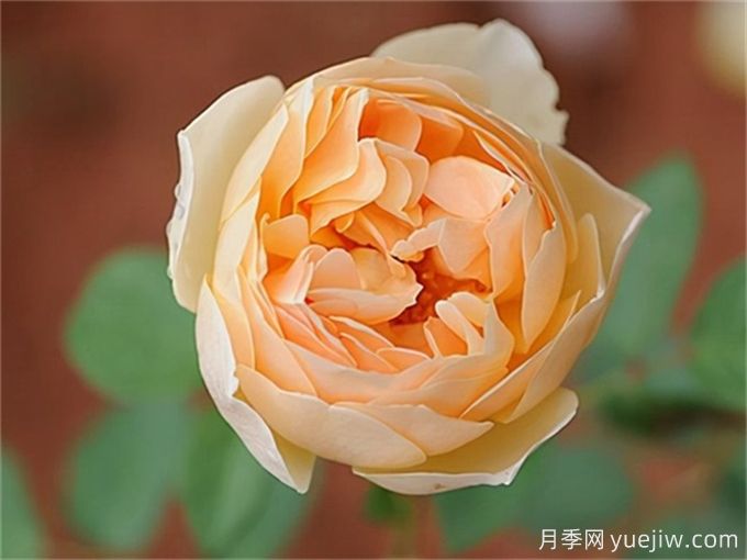 分享15種超香月季品種，香味控花友必備(圖2)
