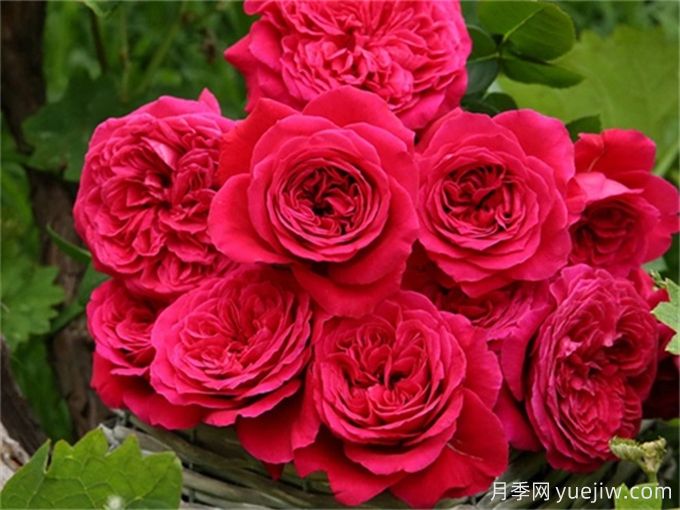 分享15種超香月季品種，香味控花友必備(圖7)