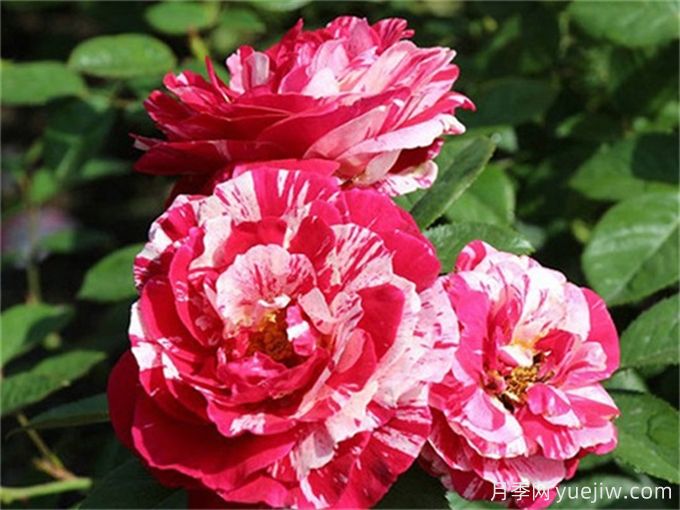 分享15種超香月季品種，香味控花友必備(圖5)