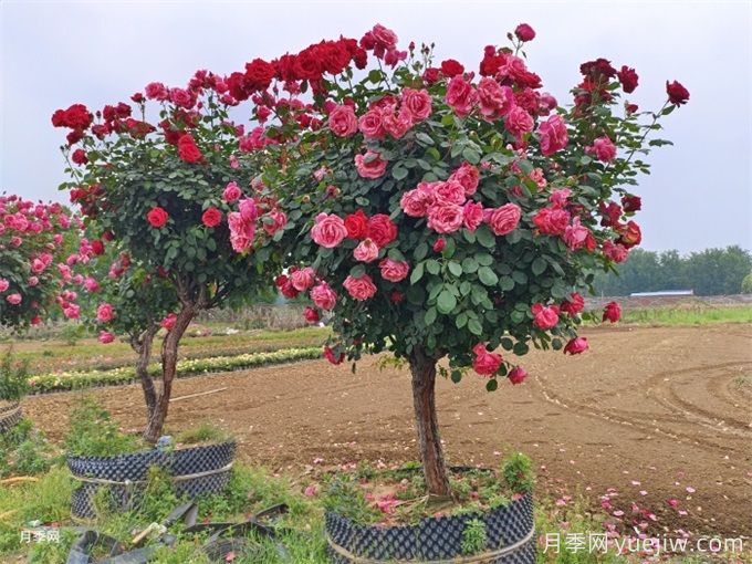 我國(guó)極品花樹，一年花開300天，南陽月季樹種植正當(dāng)時(shí)(圖2)