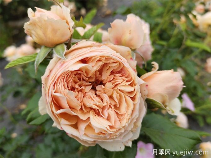 6個(gè)月季花品種，開花又大又香皮實(shí)好養(yǎng)(圖1)