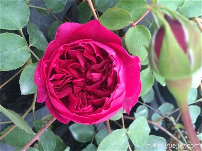 6個(gè)月季花品種，開花又大又香皮實(shí)好養(yǎng)(圖3)