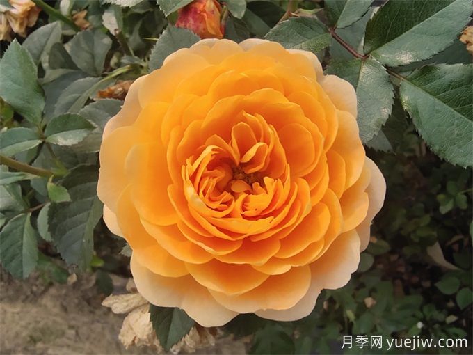 6個(gè)月季花品種，開花又大又香皮實(shí)好養(yǎng)(圖4)
