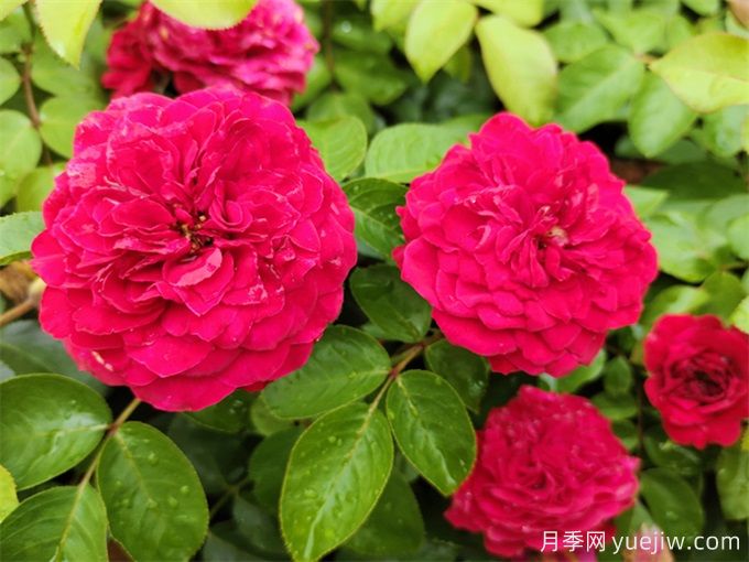 梧州適合養(yǎng)月季花嗎？市花和市樹是什么？(圖1)