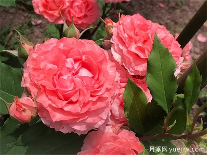 ?推薦9種耐熱月季，炎熱夏天也能開得很美(圖4)