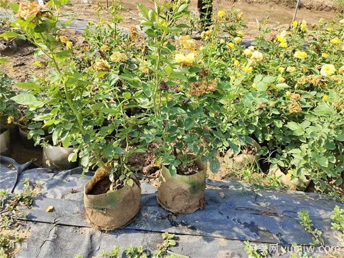 新買的月季，換盆沒多久就開始黃葉？(圖2)
