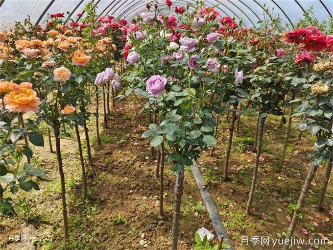 獨(dú)桿月季都是嫁接的，地栽養(yǎng)護(hù)花開與眾不同(圖2)