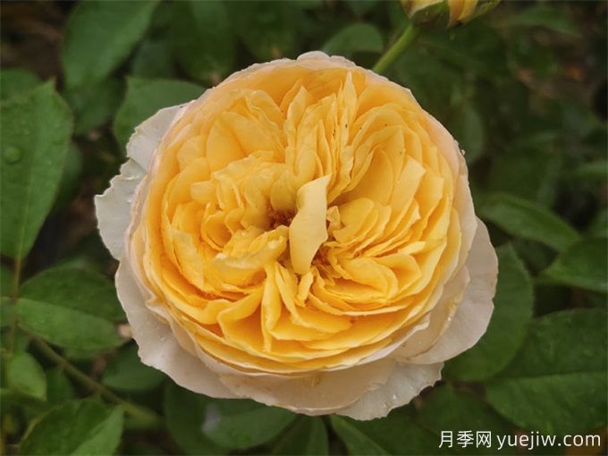 新手必入大花月季品種，經(jīng)典與潮流的9個美人(圖7)