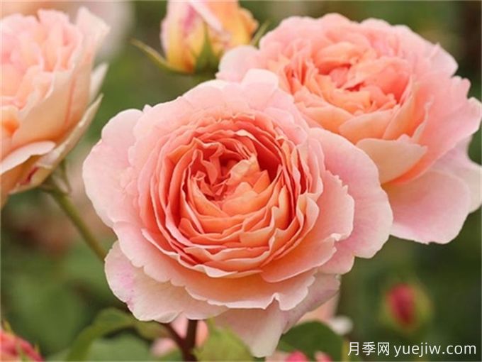 推薦15個(gè)很受歡迎的月季品種，總結(jié)有優(yōu)缺點(diǎn)(圖4)