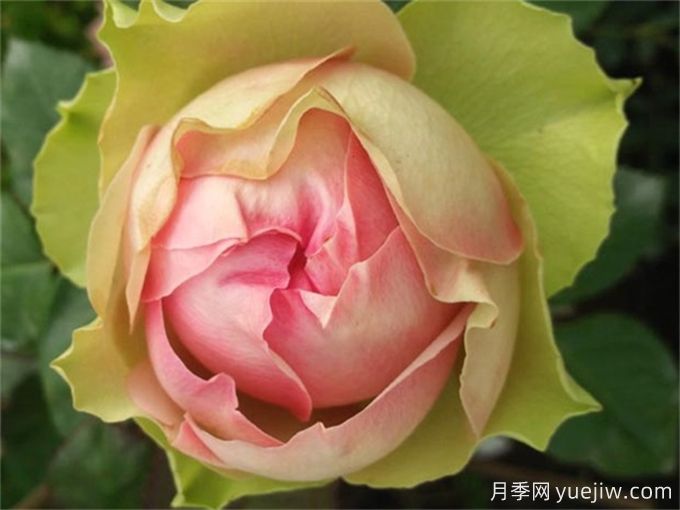 推薦15個(gè)很受歡迎的月季品種，總結(jié)有優(yōu)缺點(diǎn)(圖5)